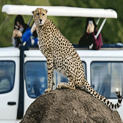 Masai Mara Safari Tours